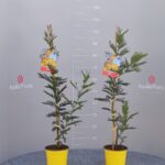 Acacia mimosa monocanna v. 17 h