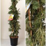 Acacia mimosa piramide v