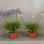 AGAPANTHUS VASO 22