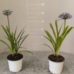 Agapanthus eretto v
