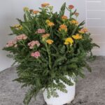 Achillea cespuglio v