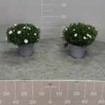 Arenaria montana cespuglio v