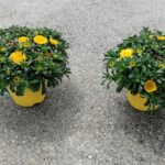 Asteriscus cespuglio v