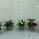 Begonia big carmina cespuglio v