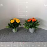 CALENDULA OFFICINALIS VASO 14