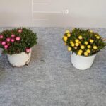 Delosperma colorato cespuglio v