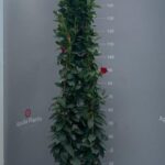 DIPLADENIA ( MANDEVILLA ) COLUMN 4 CANNE H