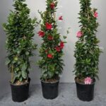 DIPLADENIA ( MANDEVILLA ) PYRAMID H