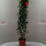 DIPLADENIA ( MANDEVILLA ) PYRAMID H