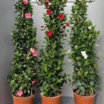 DIPLADENIA ( MANDEVILLA ) PYRAMID H