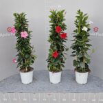 DIPLADENIA ( MANDEVILLA ) PYRAMID H