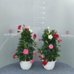 DIPLADENIA ( MANDEVILLA ) - TRICOLOR - H