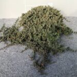 DROSANTHEMUM HISPIDUM (BARBA DI GIOVE) BUSH POT 14