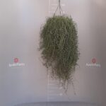 DROSANTHEMUM HISPIDUM (BARBA DI GIOVE) BUSH POT 25BK