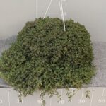 Drosanthemum ricadente v