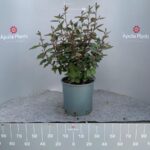 Eleagnus ebbingei compacta cespuglio v