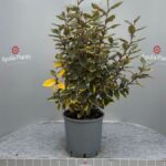 Eleagnus ebbingei viveleg cespuglio v