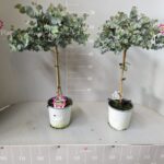 Eucalyptus cinerea alberello v. 17 h