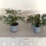 Eucalyptus cinerea cespuglio v