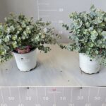 Eucalyptus cinerea cespuglio v