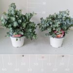 Eucalyptus cinerea v14