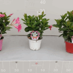 Immagine 2025-05-08 164329