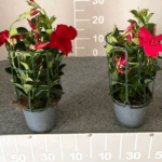 Immagine 2025-05-08 164356