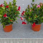 Immagine 2025-05-08 164502