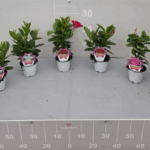 Immagine 2025-05-08 164555