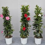 DIPLADENIA ( MANDEVILLA ) PYRAMID H