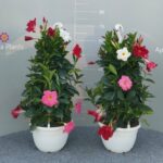 DIPLADENIA ( MANDEVILLA ) - TRICOLOR - H