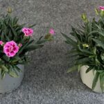 GAROFANO - PINK KISSES - DIANTHUS BUSH POT 10