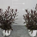 GAURA GAUDI BUSH POT 14