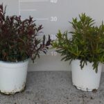 GAURA GAUDI BUSH POT 17