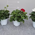 GERANIO ZONALE BUSH POT 14