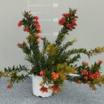 GREVILLEA FOLGORE BUSH POT 15