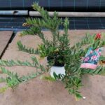 GREVILLEA LANIGERA IGNITE BUSH POT 15