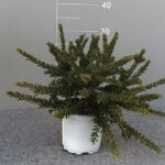 GREVILLEA WINTER WONDER BUSH POT 15