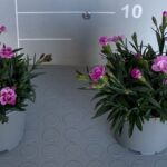 Garofano cespuglio v