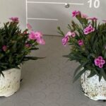 Garofano cespuglio v