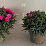 Garofano cespuglio v