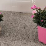 Garofano cespuglio v