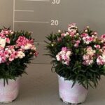 Garofano cespuglio v