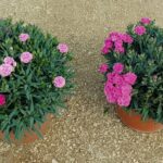 Garofano cespuglio v