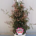 Gelsomino polyanthum bk 17