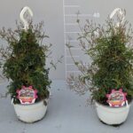 Gelsomino polyanthum bk v