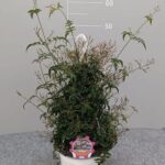 Gelsomino polyanthum bk v