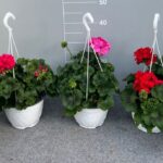 Geranio pariginointerspecifico eretto v