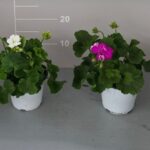 Geranio zonale eretto v