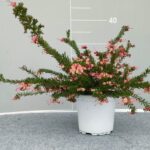 Grevillea celia cespuglio v